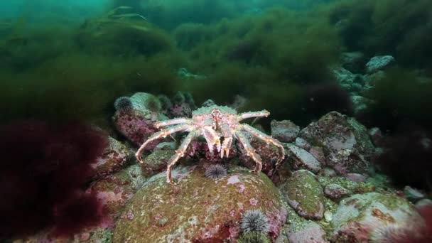 Krab kamčatský pod vodou na dno Barentsova moře. — Stock video
