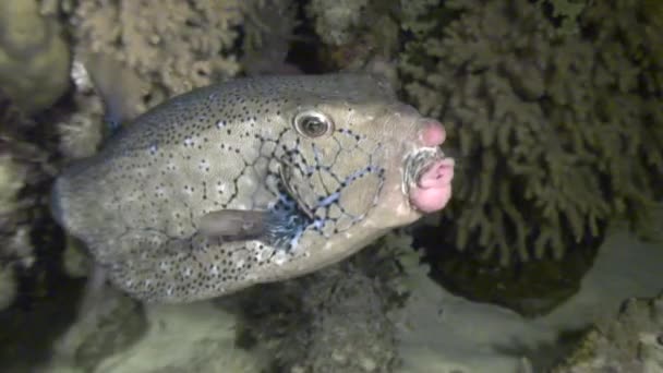 Gula fläckig boxfish på revet på jakt efter mat. — Stockvideo