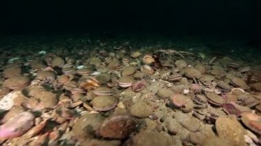 Tarak ve sualtı deniz yatağı üzerinde Kamçatka Barents Denizi'nin crab.