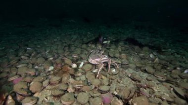 Kral yengeçler ve deniz sualtı Kamçatka dibinin üzerinde tarak.