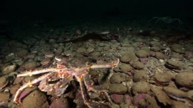Kral yengeçler ve deniz sualtı Kamçatka dibinin üzerinde tarak.