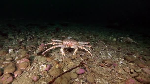 Rei caranguejos subaquático no fundo do mar de Barents Mar em Kamchatka . — Vídeo de Stock