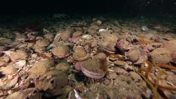 Χτένι και καβούρι υποβρύχιο στο βυθό της Θάλασσας Μπάρεντς στην Καμτσάτκα. — Αρχείο Βίντεο