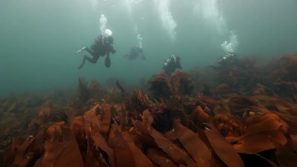 バレンツ海の海底に水中海藻中泳ぐのダイバーのグループ きれいな透明の冷たい水で自然 北極海の青い海洋の背景上の野生動物 — ストック動画