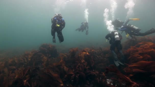 Група дайверів поплавати серед Водорості морські під водою на морському дні Баренцова моря. — стокове відео