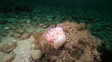 Beyaz anemon olarak Actinia suyun altında deniz dibinin Barents Denizi'nin üzerinde.