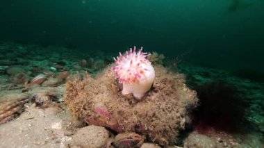 Actinia sualtı deniz dibinin Barents Denizi'nin üzerinde Anemon.