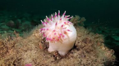 Beyaz anemon olarak Actinia suyun altında deniz dibinin Barents Denizi'nin üzerinde. Soğuk su temiz şeffaf doğada. Arka plan mavi deniz Arktik Okyanusu üzerinde vahşi yaşam.