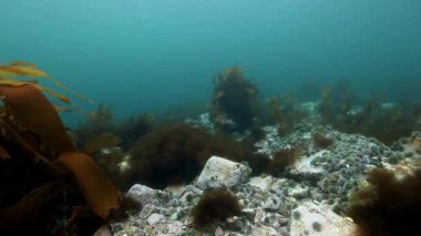 Arktik Okyanusu mavi deniz arka plan üzerinde dev yosun su altında.