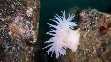 Actinia sualtı deniz dibinin Barents Denizi'nin üzerinde Anemon.
