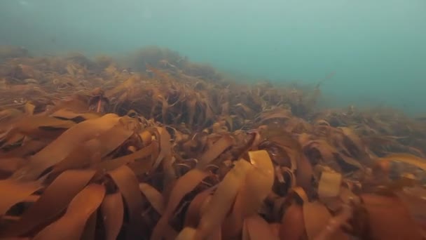 Giant seaweed underwater on seabed of Barents Sea. — Stock Video