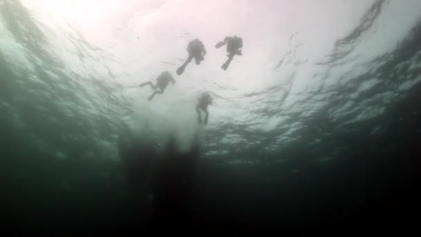 Silhouetten einer Gruppe von Tauchern unter Wasser der Barentssee. — Stockvideo