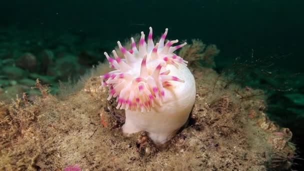 Vita Anemoner Actinia Vattnet Havsbotten Barents Hav Naturen Ren Transparent — Stockvideo