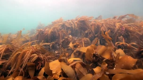 Algas marinas gigantes bajo el agua en los fondos marinos del Mar de Barents . — Vídeos de Stock
