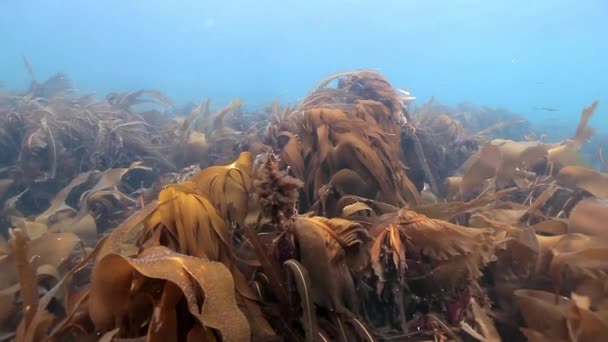 Гігантські морські водорості під водою на морському дні Баренцова моря. — стокове відео