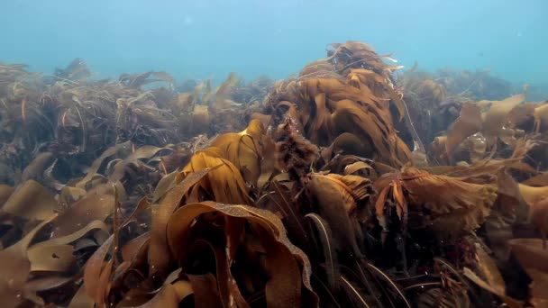 Giant seaweed underwater on seabed of Barents Sea. — Stock Video