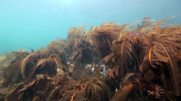 バレンツ海の海底に水中の海藻. — ストック動画