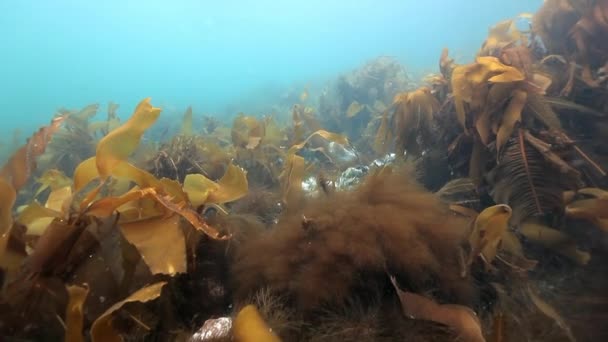 Algas marinas gigantes bajo el agua sobre fondo de azul marino en el océano Ártico . — Vídeo de stock