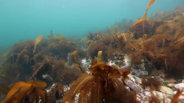 Морские водоросли под водой на дне Баренцева моря . — стоковое видео