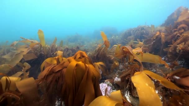 Seaweed underwater on seabed of Barents Sea. — Stock Video