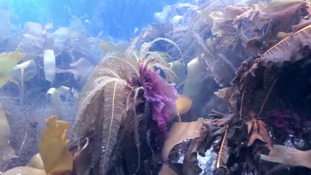 Υποβρύχια Φύκια Στο Βυθό Της Θάλασσας Μπάρεντς Φύση Στο Καθαρό — Αρχείο Βίντεο