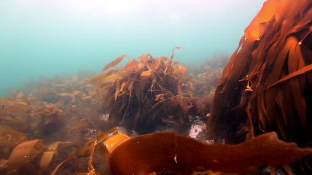 Mořské řasy pod vodou, na dno Barentsova moře. — Stock video