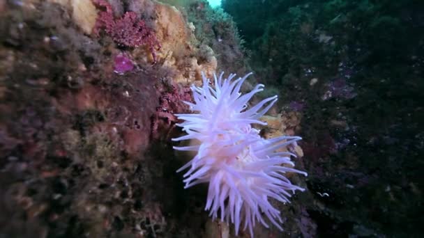 Sea Anemones of Actinia underwater in Arctic ocean. — Stock Video