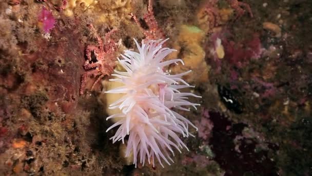 Sea Anemones of Actinia underwater in Arctic ocean. — Stock Video