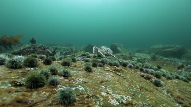 Kral yengeçler ve deniz kestanesi sualtı Kamçatka dibinin üzerinde. — Stok video