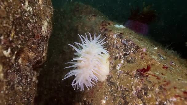 Anemonen van Actinia onderwater op de zeebodem van de Barentsz-zee. — Stockvideo