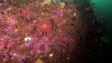 Sualtı deniz dibinin Barents Denizi'nin üzerinde pembe anemon Actinia.