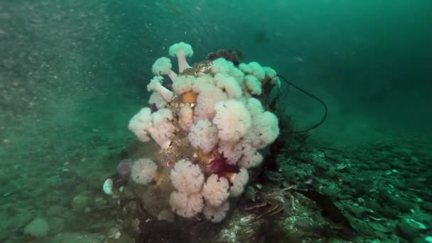 Weiße Anemonen metridium unter Wasser auf dem Meeresboden der Barentssee. — Stockvideo