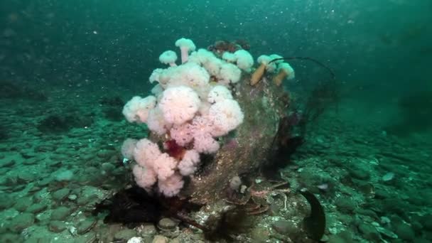 Weiße Anemonen metridium unter Wasser auf dem Meeresboden der Barentssee. — Stockvideo