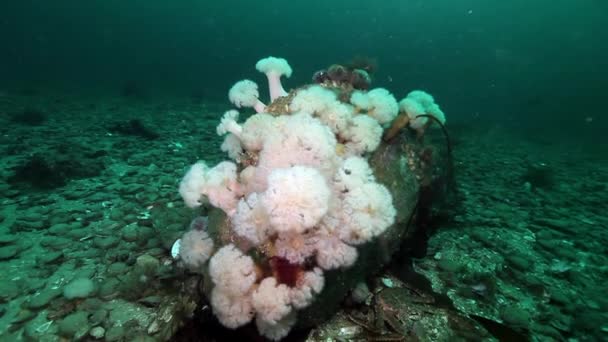Vita anemoner Metridium under vattnet på havsbotten i Barents hav. — Stockvideo