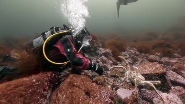 Mergulhador brincando com caranguejos rei subaquático no fundo do mar de Kamchatka . — Vídeo de Stock
