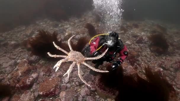 Russia Barents Sea May 2017 Diver Playing King Crabs Underwater — Stock Video