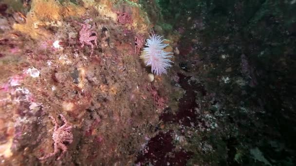 Білий анемони з Actinia під водою на морському дні Баренцова моря. — стокове відео