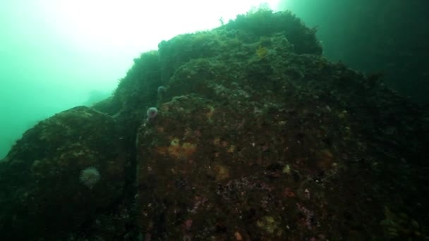 Fundo Marinho do Mar de Barents . — Vídeo de Stock