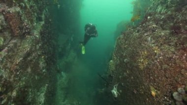 Dalgıç ve Kamçatka dibinin üzerinde Kral Yengeç sualtı.