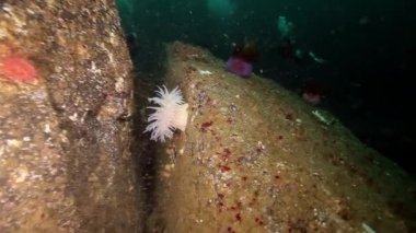 Arka plan beyaz anemon Actinia sualtı Barents Denizi'nin üzerinde dalgıçlar.