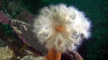 Beyaz anemon Metridium sualtı deniz dibinin Barents Denizi'nin üzerinde.