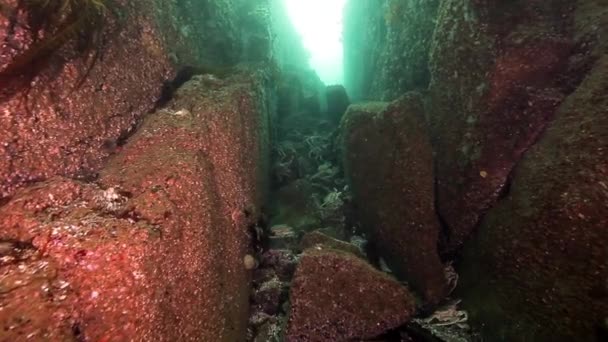 Königskrabben und Seeigel unter Wasser auf dem Meeresboden von Kamtschatka. — Stockvideo