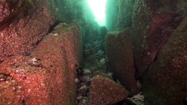 Granchi reali e ricci di mare sott'acqua sui fondali di Kamchatka . — Video Stock