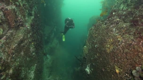 Mergulhador e rei caranguejos subaquáticos no fundo do mar de Kamchatka . — Vídeo de Stock