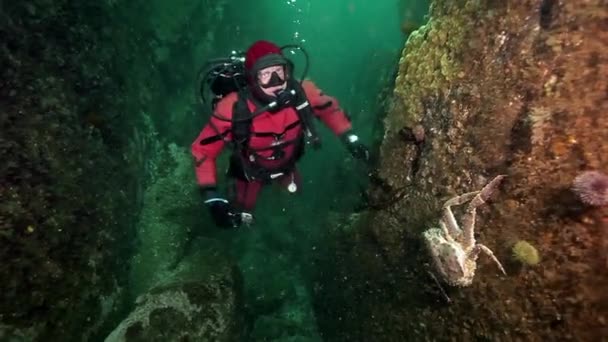 Россия Баренцево Море Мая 2017 Дайвер Королевские Крабы Водой Дне — стоковое видео