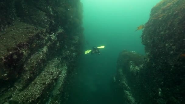 Дайвер играет с королевскими крабами под водой на дне Камчатки . — стоковое видео