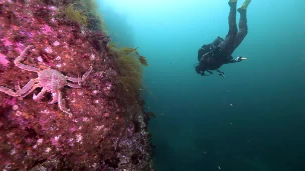 Buceador bajo el agua en el lecho marino de Kamchatka . — Vídeo de stock