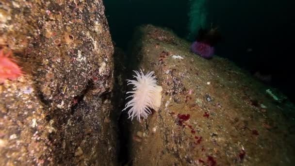 Divers on background of white Anemones Actinia underwater of Barents Sea. — Stock Video