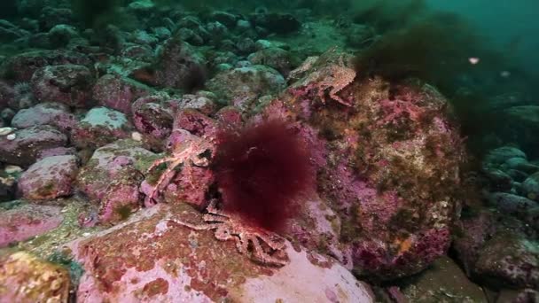 Королевские крабы под водой на морском дне Баренцева моря . — стоковое видео