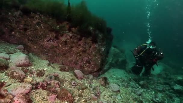 Cangrejos y buzos rey bajo el agua en el lecho marino de Kamchatka . — Vídeo de stock